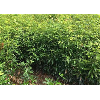 梅州闽楠苗