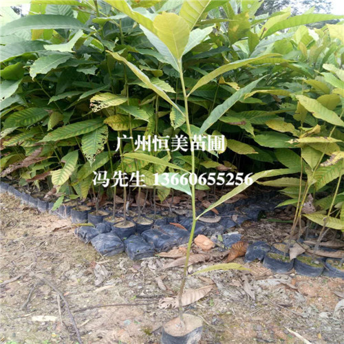 广东绿化苗，广东黎塑苗，广州黎塑苗批发