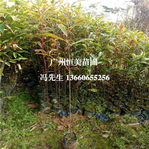 广东山杜英基地，广东山杜英，广州山杜英