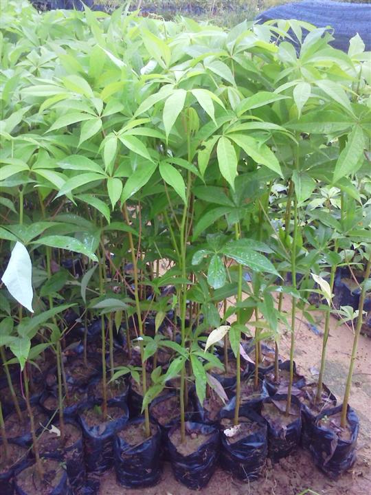 供应广州美丽异木棉小苗，广州优质美丽异木棉 