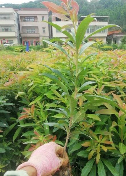 湛江木荷苗