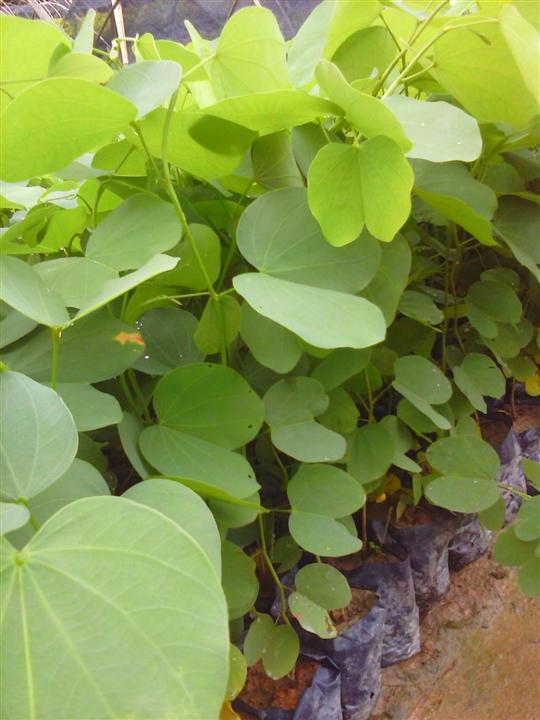 广州优质宫粉紫荆小苗批发，广州哪里有便宜宫粉紫荆 