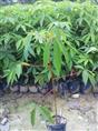 广州美丽木棉小苗批发/广东美丽木棉 