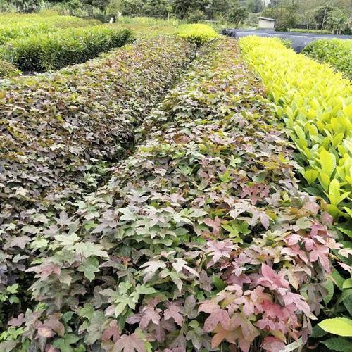 广州枫香苗基地a供应枫香苗