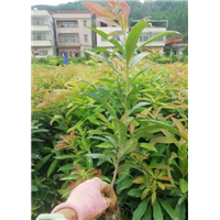 湛江木荷苗