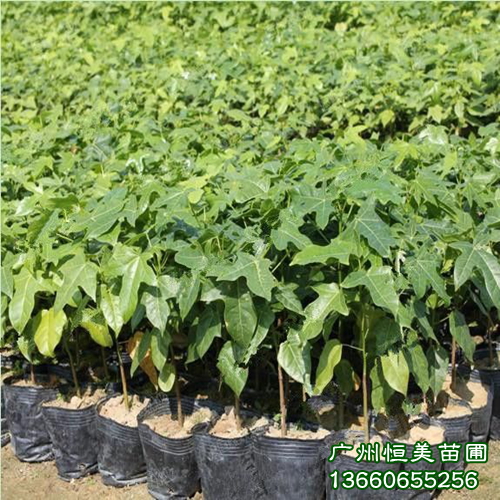 澳洲火焰木批发\广东优质澳洲火焰木