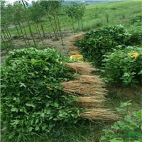 广州枫香苗价格a广东枫香苗