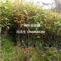 广东山杜英基地，广东山杜英，广州山杜英