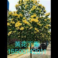 供应黄花丁香 
