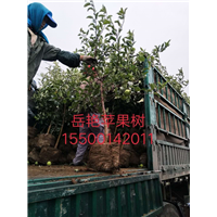 岳艳苹果苗 