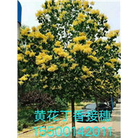 黄花丁香接穗 