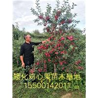 矮化鸡心果苗木基地 