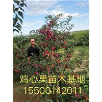 鸡心果苗木基地 