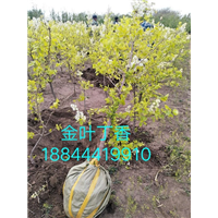 金叶丁香苗木销售平台 
