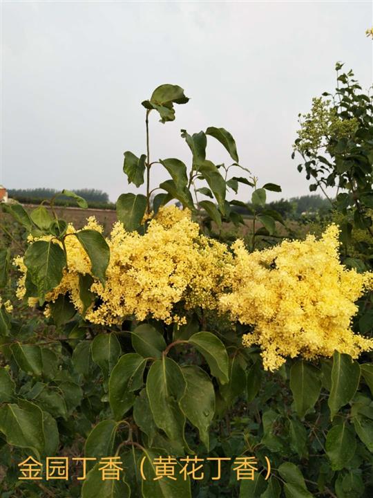 黄花丁香-金园丁香-高杆黄花丁香 