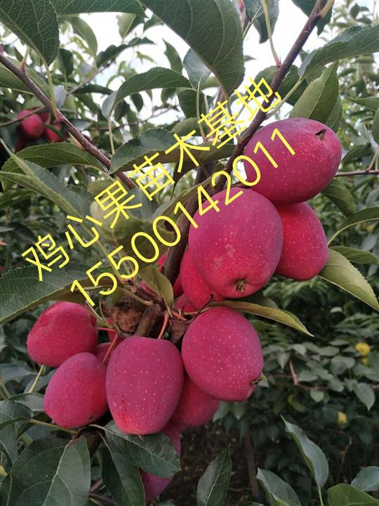 苹果新品种“鸡心果”及其栽培技术 