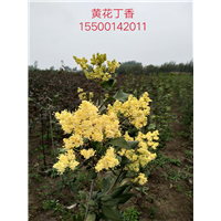 吉林黄花丁香 
