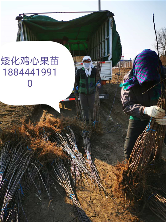乔化鸡心果苗 