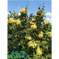 ‘金园’丁香绽放植物园 
