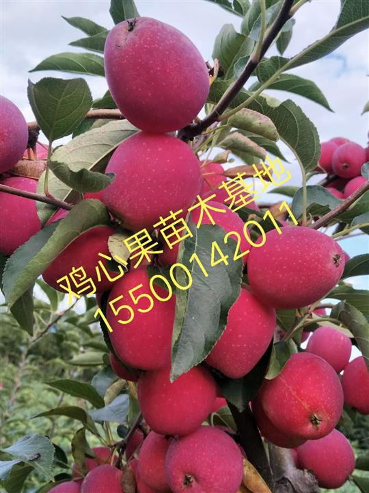 鸡心果苗木基地 