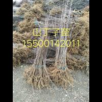 山丁子苗 