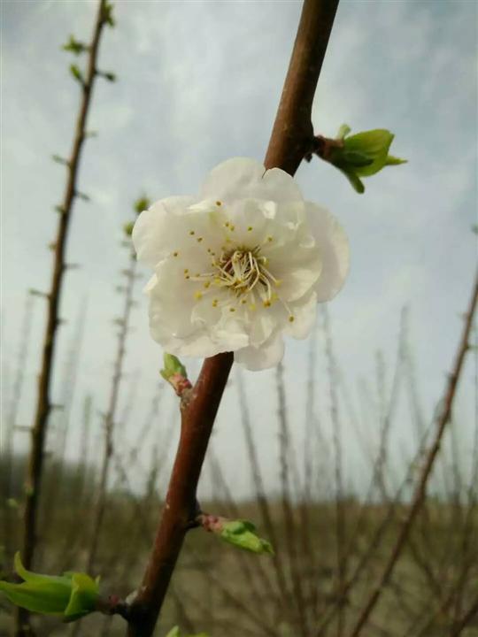 送春梅 