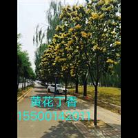 黄花丁香价格_黄花丁香价格查询 