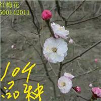 吉林抗寒红梅花 