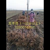 龙丰苹果苗 