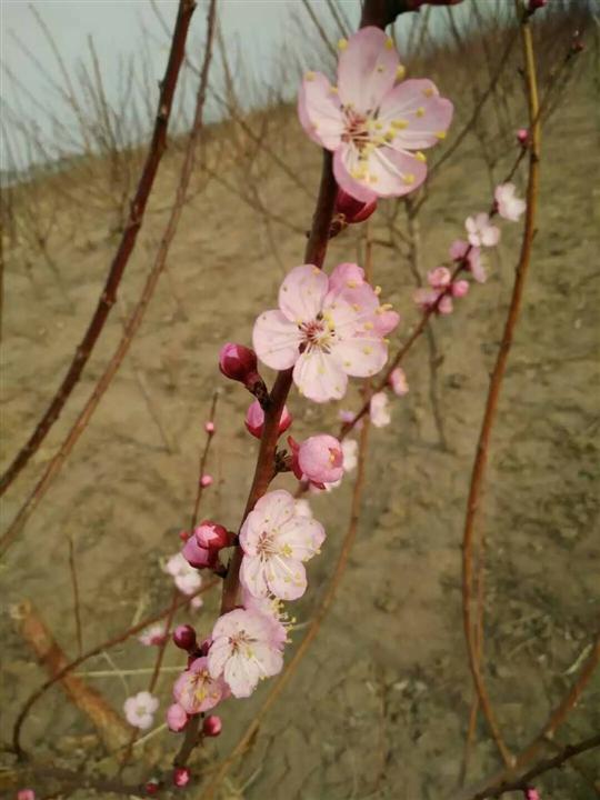 伍藏野梅花@@ 