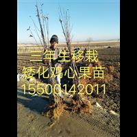矮化鸡心果苗 