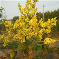 黄花丁香|黄花丁香接穗 