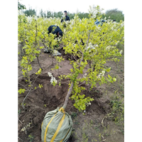 迎宾公园现“金叶丁香”|植物墙|垂直绿化... 