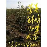 营养钵鸡心果苗，123果树苗，李子苗 