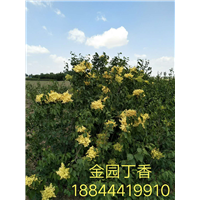 金园丁香图片 