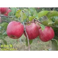 新苹红苹果@吉林新苹红苹果@公主新苹红苹果 