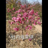 牡丹海棠球,美极了！ 