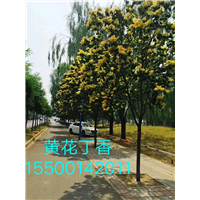 有黄花暴马丁香这个品种吗,它是怎样繁殖的 
