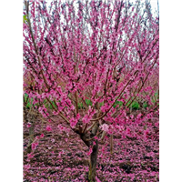 山东泰安菊花碧桃菊花碧桃小苗价格