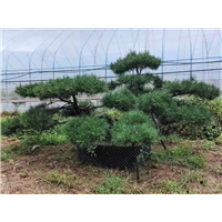 泰安造型松种植