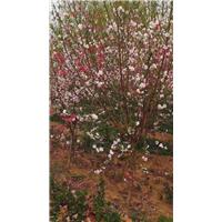 七彩碧桃