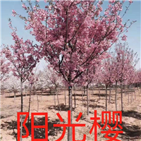 山东泰安阳光樱花