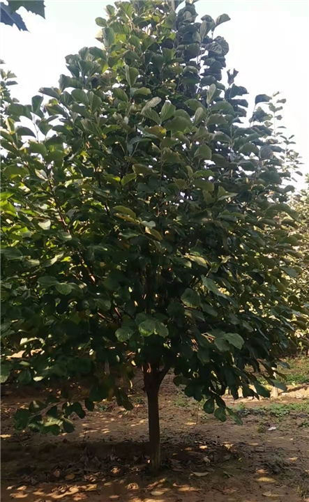 紫玉兰