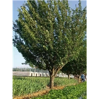 山东樱花泰安樱花日本樱花关山樱泰安晚樱