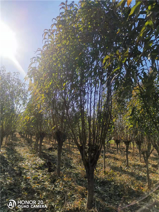 龙柱碧桃龙柱碧桃基地
