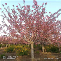 山东泰安樱花基地