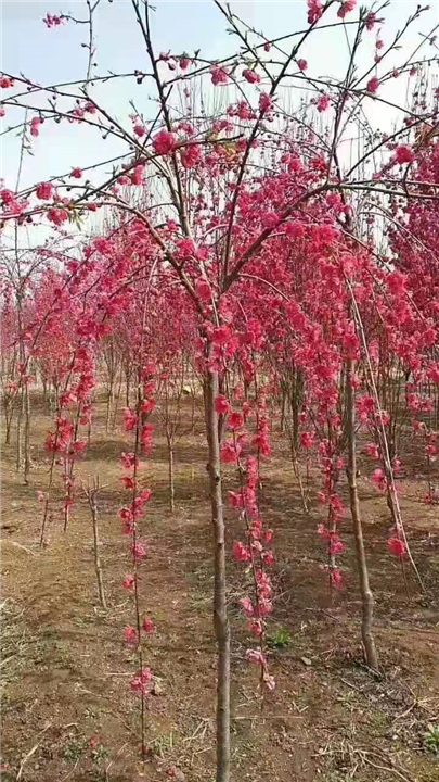 垂桃垂枝桃垂枝碧桃