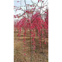 山东垂枝碧桃泰安垂枝碧桃