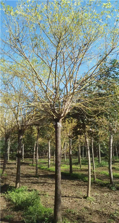 泰安金枝槐种植