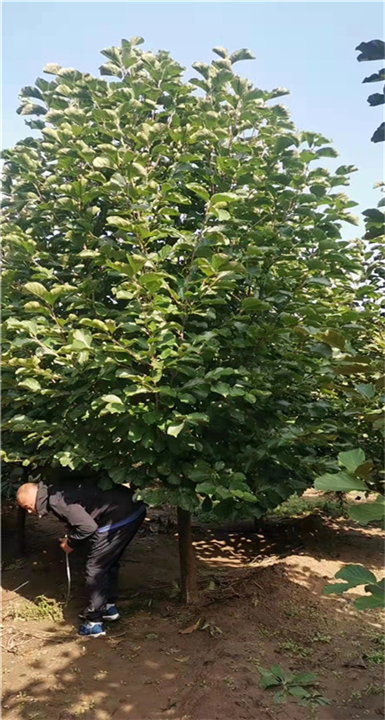 紫玉兰